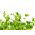 BIO EKO Sprouting seeds - Arugula - certified organic seeds; rocket