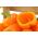 Sladký pomerančový pepř „Etude“ - 10 g -  Capsicum annuum - semena