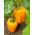 Sladký pomerančový pepř „Etude“ - 10 g -  Capsicum annuum - semena
