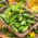  Pepino - Cornichon de Paris - semillas tratadas - Cucumis sativus