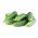  Pepino - Cornichon de Paris - semillas tratadas - Cucumis sativus