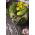  Pepino - Cornichon de Paris - semillas tratadas - Cucumis sativus