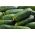  Pepino - Cornichon de Paris - semillas tratadas - Cucumis sativus