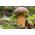 Bay bolete - färsk spawn (mycelium) - större paket - 