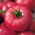 BIO Tomate 'Favorite' - zertifizierte Bio-Samen