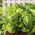 Romaine lettuce 'Valmaine' - kaya akan vitamin C dan A - Lactuca sativa - Valmaine - biji