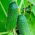 Almindelig agurk - Julian F1 - 100 gram -  Cucumis sativus - frø