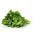 Sorrel "Lyoński" - 100 g - Rumex acetosa - semințe