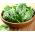 Bayam 'Matador' - 500 g -  Spinacia oleracea - benih