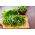 Sorrel "Lyoński" - 100 g - Rumex acetosa - semințe