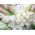 Tuberos - Polianthes - paket med 2 stycken - Polianthes tuberosa