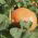 Obří squash 'Yellow Melon' - 100 g -  Cucurbita maxima - semena