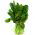 Bayam 'Matador' - 500 g -  Spinacia oleracea - benih