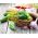 Almindelig agurk - Julian F1 - 100 gram -  Cucumis sativus - frø