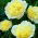 Potonika - Prima Vera - sadika - Paeonia lactiflora