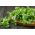 Majs salat "Accent" - let so: almindelig majssalat, lammesalat, mâche, fetticus, feldsalat, nøddesalat, feltsalat, rapunzel - 