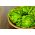 Butterhead salad "Justine" - pelbagai awal, mudah untuk menyemai - 