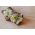 Semi di germogli BIO - Broccoli "Raab" - semi biologici certificati - 