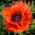 Poppy oriental "Beauty of Liwer" - merah, keriting - 