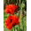 Poppy oriental "Beauty of Liwer" - merah, keriting - 