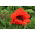 Poppy oriental "Beauty of Liwer" - merah, keriting - 