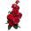 Storblomsteret rose - rød - potteplante - 
