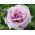 Storblomsteret rose - lilla - potteplante - 