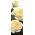 Storblomsteret rose - cremet hvid - potteplante - 