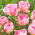 Tulipa Angelique - Tulip Angelique - 5 bulbs