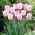 Tulipa Shirley - Tulipán Shirley - 5 květinové cibule