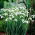 Galanthus nivalis - snežienka - 5 kvetinové cibule