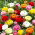 Ranunculus, Piciorul cocosului Mix - 10 bulbi