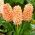 Hyacinthus Gipsy Queen - Hyacint Gipsy Queen - 3 cibule