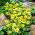Eranthis cilicica - cikicica zimní - 5 květinové cibule