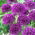 Decoratieve knoflook - Purple Sensation - pakket van 3 stuks - Allium Purple Sensation
