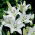 Lilium, Lily Asiatic White - bulb / tuber / rădăcină - Lilium Asiatic White