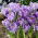 Crocus King of the Striped - paquete de 10 piezas