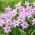 Ipheion Charlotte Bishop - Bintang musim semi Charlotte Bishop - 10 lampu - Ipheion uniflorum