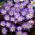 アネモネチャーマー -  8球根 - Anemone blanda