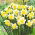 Narcissus Golden Echo - Daffodil Golden Echo - 5 lampu