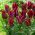 Tulipan Lasting Love - pakke med 5 stk - Tulipa Lasting Love