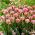 Tulipán Vogue - csomag 5 darab - Tulipa Vogue