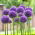 Ail d'Ornement Gladiator - Allium Gladiator