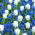 Prato bianco-blu - tulipano bianco e giacinto di uva armena - 