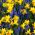 Ensemble bleu – jaune - Jacinthe grappe + Jonquille - 60 pcs - 