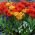 Auswahl der roten und orangefarbenen Tulpen + weiße und blaue Traubenhyazinthe - 60 Stück