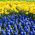 Giacinto a fiore blu e giunchiglia - set di 40 pezzi - 