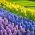 Giunchiglia, giacinto a fiore color lavanda e giacinto blu - set da 28 pezzi - 
