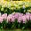 Narciso bianco e giacinto rosa - 29 pezzi - 