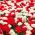 Ensemble de tulipes doubles à fleurs blanches et rouges - 50 pcs - 